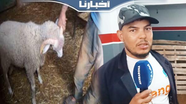 كساب: الحولي موجود وعندي الخير وأرخص كبش كاين في سوق تطوان واصل ل1200 درهم